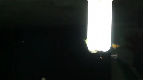Moths flying around a light bulb Video stock 1073700