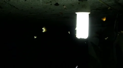 Moths flying around a light bulb Video stock 1073705