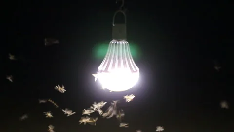 Moths Flying Around A Light Bulb Video stock 131618392