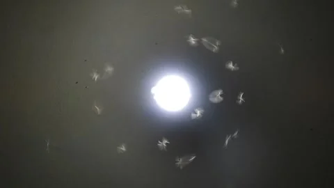 Moths Flying Around A Light Bulb - Low Angle View Video stock 279409557