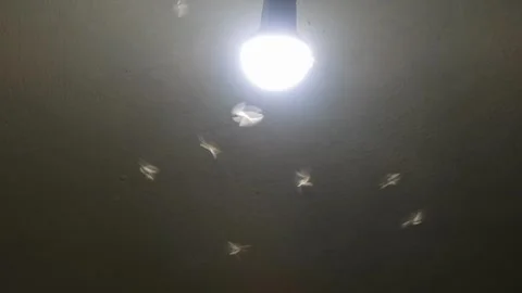 Moths Flying Close Surrounding To Light Bulb Video stock 279409240