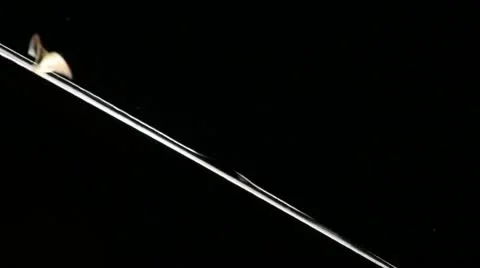 Moths Stock-Footage 12522231