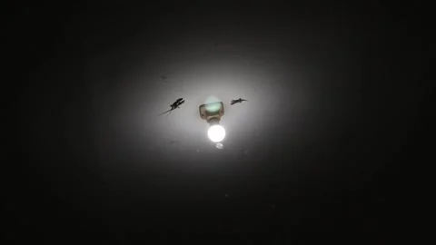 Moths gather under light bulb Stock Footage 249588546