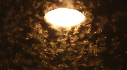 Moths,  lamp Video stock 5060208