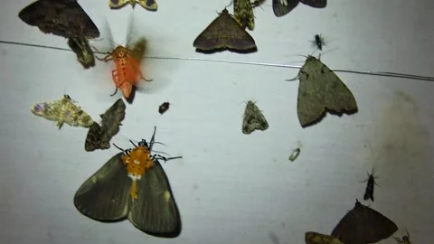 Moths on Moth Trap in Forest Video stock 321037949