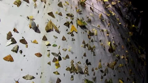 Moths on Moth Trap in Forest Video stock 321037950