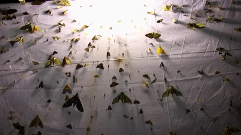 Moths on Moth Trap in Forest Stock Footage 321037953