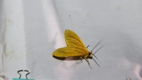 Moths on Moth Trap in Forest, Slow Motion Video stock 321038291