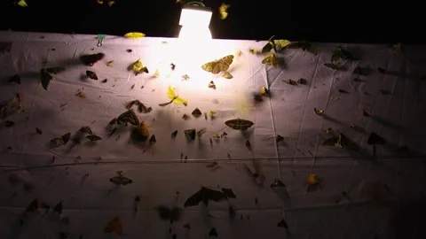 Moths on Moth Trap in Forest, Slow Motion Stock Footage 321038295