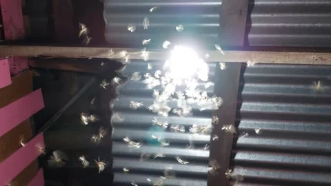 Moths play around the lights Stock Footage 269690925