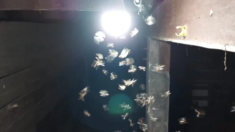 Moths playing with fire Stock Footage 269601009