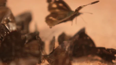 Moths on Sand Stock Footage 103304628