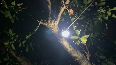 Moths swarm around a bright light bulb Stock Footage 336379708