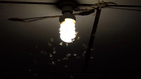 Moths termites and insects playing bulb light at night, 4k Stock Footage 90179322