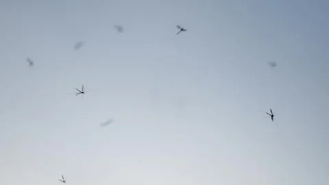 Moths with transparent wings fly in the sky.Flight atmosphere. Stock Footage 335478762