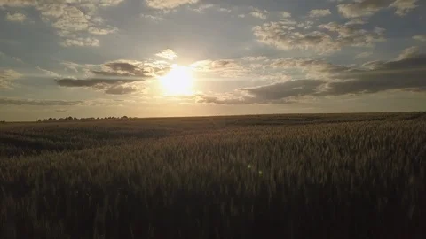 Motion above green boundless maintained field against sunset Video stock 112538634