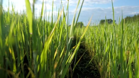 Motion across wheat field with yellowed plants at drought Stock Footage 200401800