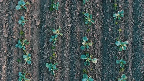 Motion along long parallel rows of cabbage sprouts in soil Video stock 159405570