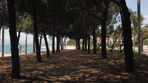 Motion along tree dense crowns shadow in sea beach park Video stock 103299303