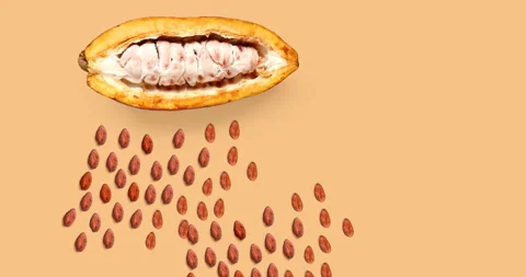 Motion animation with cacao fruit and cacao beans. Top view Stock Footage 139077666
