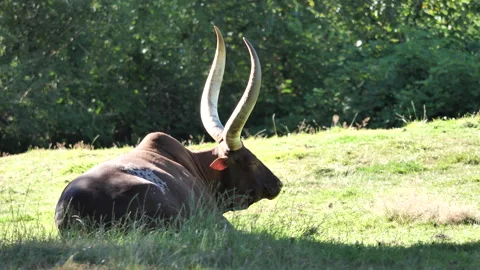 The motion of ankle cattle lying in grasslands Stock Footage 276719743