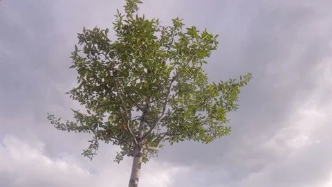 Motion arc time lapse of Aspen tree Video stock 92037561