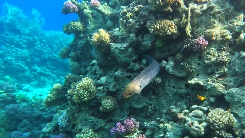 Motion around giant moray eel hiding inside coral reef showing natural predator 库存影片 327433839