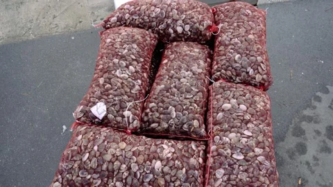 Motion around stack of large mesh bags in food warehouse Stock Footage 147259624