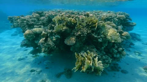 Motion around vibrant coral structures with tiny fish in clear blue sea shallow Vídeos de archivo 337521678