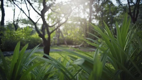 Motion Background Bokeh the walking dog In Green Garden. Stock Footage 105536951