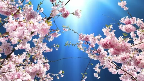 Motion background features a animation of beautiful pink flowering cherry Stock Footage 160670544