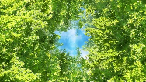 Motion background features a flight through a lush green leaves forest scenery Stock-Footage 160672571