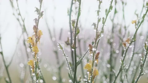 Motion background grass stems with flowers with dewdrops on meadow Stock Footage 133203181