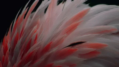 Motion background of pink and white feathers  Loopable Stock Footage 157713528