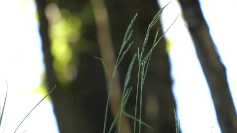 Motion of beautiful blur sun shine through the blowing on wind tree green leaves Stock Footage 76385413