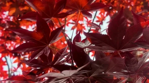 Motion beneath a Japanese maple tree with red leaves and sunshine background Stock Footage 335023918