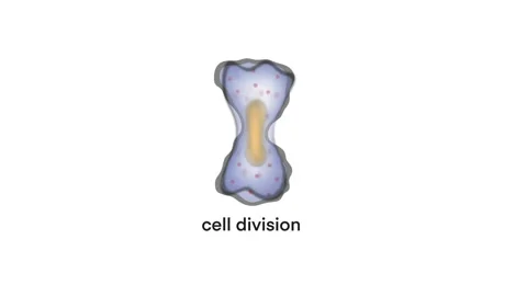 Motion of biology, Asexual reproduction, binary fission in amoeba Stock Footage 293043692