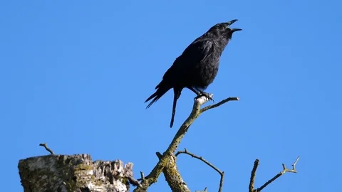 Motion of a black crow sitting and shouting on tree against blue sky w Stock Footage 83927694