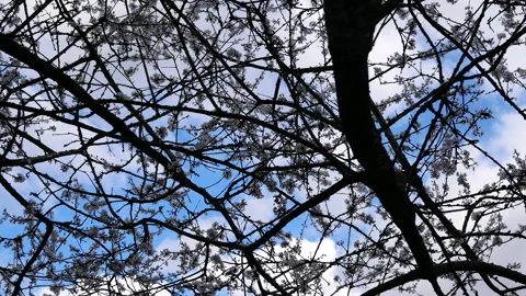 Motion of blowing tree leaf against blue cloudy sky with 4k resolution Stock Footage 105441353