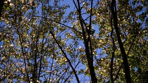 Motion of the blowing on wind tree green leaves with 4k blue sky background Video stock 76415985