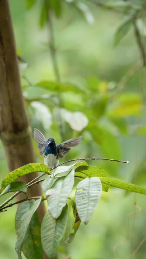 Motion of blue-green hummingbird perching on a delicate branch. Stock Footage 344450188