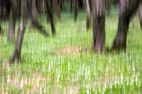 Motion blur abstract effect in forest with trees Stock Photos