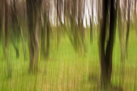 Motion blur abstract effect in forest with trees Stock Photos