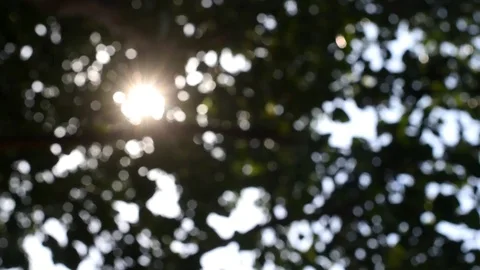 Motion blur bokeh leaf and sunlight Stock Footage 108446831