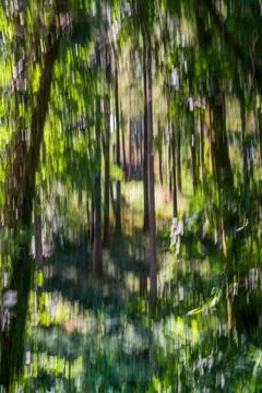 Motion blur captures abstract vertical stripes of green foliage and tree 스톡 사진
