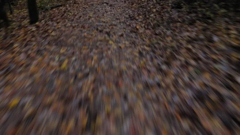 Motion Blur of Fall Colored Leaves on the Trail in a Wet Forest Stock Footage 107444177