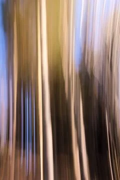 Motion blur forest effect Stock Photos