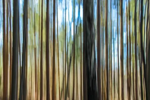 Motion blur forest effect Stock Photos