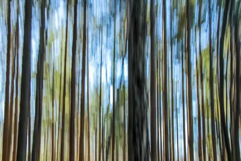 Motion blur forest effect Foto stock