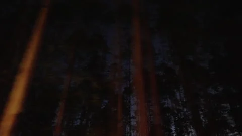 Motion Blur of Forest Trees at Night Stock-Footage 336337536